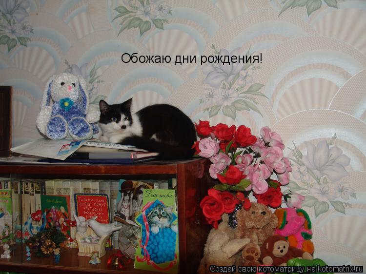 Обожаю дни рождения!... Котоматрица: Обожаю дни рождения!