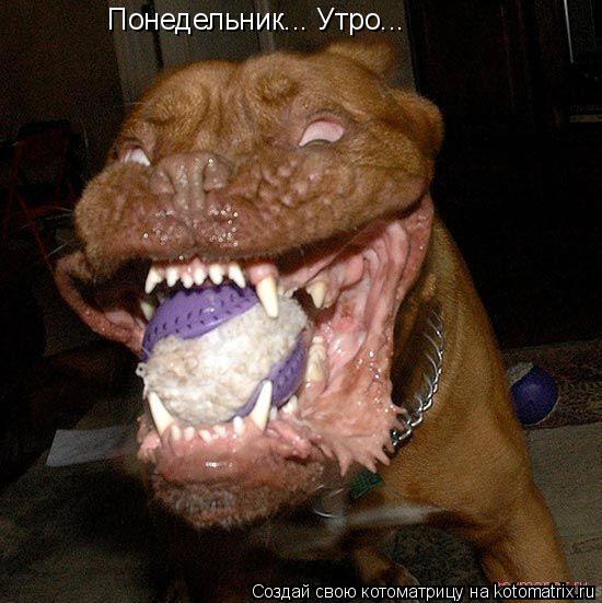 Понедельник... Утро...... Котоматрица: Понедельник... Утро...