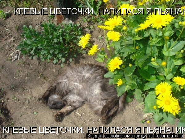 КЛЕВЫЕ ЦВЕТОЧКИ. НАПИЛАСЯ Я ПЬЯНА! ИК, ИК, ИК. КЛЕВЫЕ ЦВЕТОЧКИ. НАПИЛАСЯ Я ПЬЯНА! ИК, ИК, ИК.... Котоматрица: КЛЕВЫЕ ЦВЕТОЧКИ. НАПИЛАСЯ Я ПЬЯНА! ИК, ИК, ИК. КЛЕВЫЕ ЦВЕТОЧКИ. НАПИЛАСЯ Я ПЬЯНА! ИК, ИК, ИК.