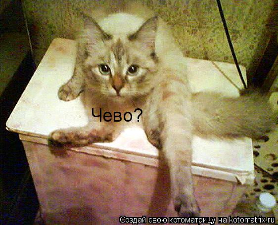 Чево?... Котоматрица: Чево?
