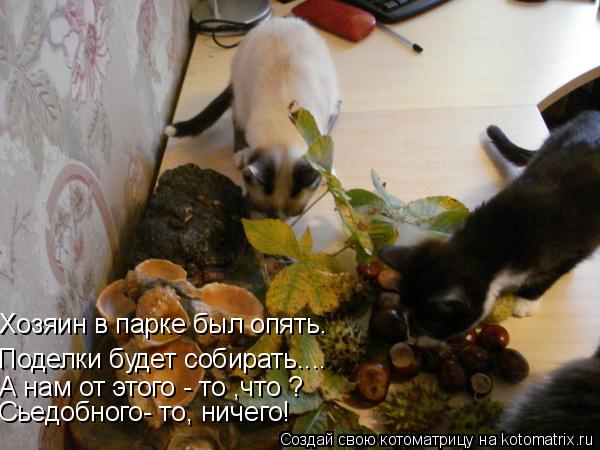 Хозяин в парке был опять. Поделки будет собирать.... А нам от этого - то ,что ? Сьедобного- то, ничег... Котоматрица: Хозяин в парке был опять. Поделки будет собирать.... А нам от этого - то ,что ? Сьедобного- то, ничего!