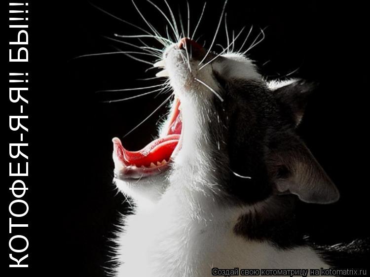 Котоматрица: КОТОФЕЯ-Я-Я!! БЫ!!!