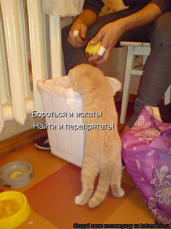 Бороться и искать! Найти и перепрятать!... Котоматрица: Бороться и искать! Найти и перепрятать!