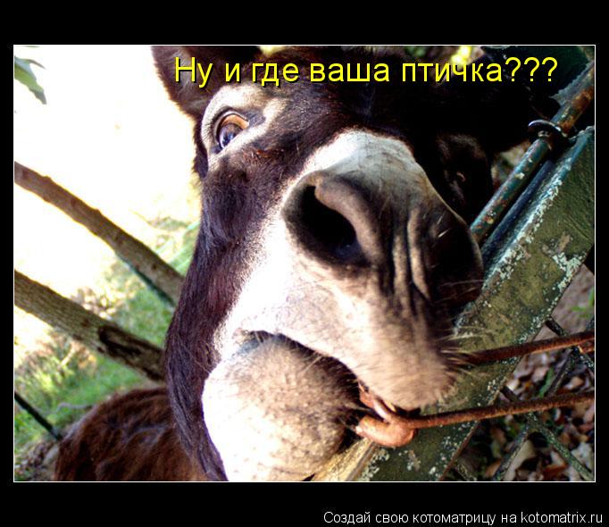 Ну и где ваша птичка???... Котоматрица: Ну и где ваша птичка???