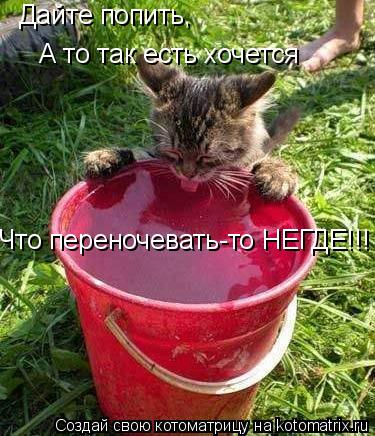 Дайте попить, А то так есть хочется Что переночевать-то НЕГДЕ!!!... Котоматрица: Дайте попить, А то так есть хочется Что переночевать-то НЕГДЕ!!!