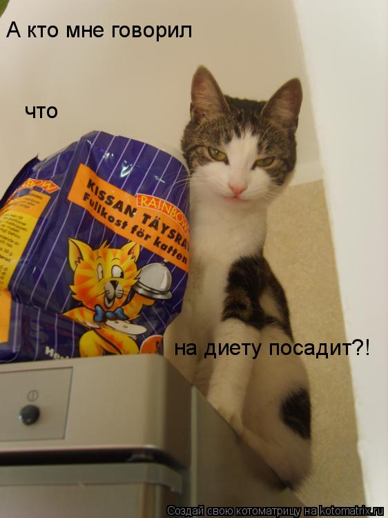 Котоматрица: что  А кто мне говорил  на диету посадит?!