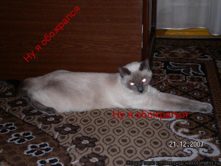 Котоматрица: Ну я обожрался Ну я обожрался