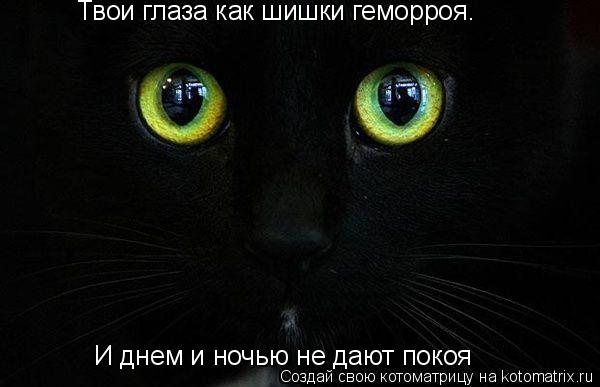 И днем и ночью не дают покоя Твои глаза как шишки геморроя.... Котоматрица: И днем и ночью не дают покоя Твои глаза как шишки геморроя.