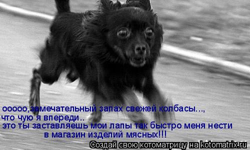 ооооо,замечательный запах свежей колбасы..., что чую я впереди.. в магазин изделий мясных!!! это ты з... Котоматрица: ооооо,замечательный запах свежей колбасы..., что чую я впереди.. в магазин изделий мясных!!! это ты заставляешь мои лапы так быстро меня нести