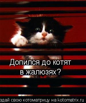 Допился до котят в жалюзях?... Котоматрица: Допился до котят в жалюзях?