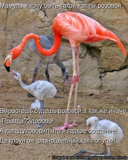 Мамуль,я хочу быть такой,как ты,розовой. Выростешь,будешь розовой,а как же иначе. Правда?Здорово! А к... Котоматрица: Мамуль,я хочу быть такой,как ты,розовой. Выростешь,будешь розовой,а как же иначе. Правда?Здорово! А какаду говорил,что я гадкое создание! Да к