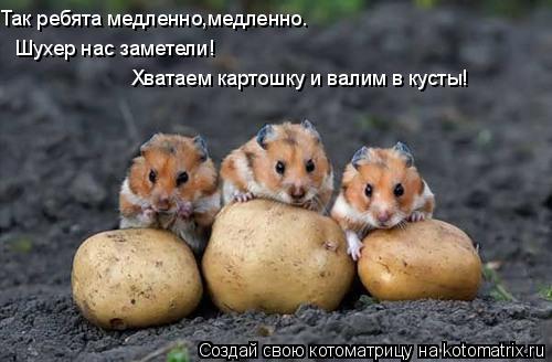 Так ребята медленно,медленно. Шухер нас заметели! Хватаем картошку и валим в кусты!... Котоматрица: Так ребята медленно,медленно. Шухер нас заметели! Хватаем картошку и валим в кусты!