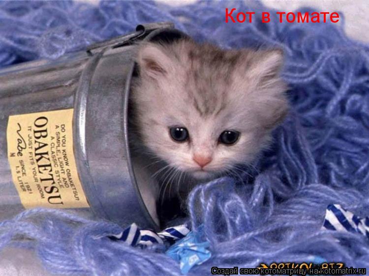 Котоматрица: Кот в томате