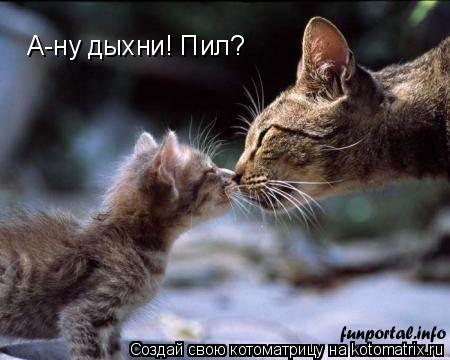 А-ну дыхни! Пил?... Котоматрица: А-ну дыхни! Пил?