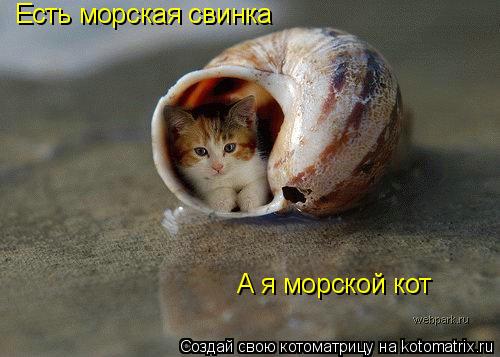 Котоматрица: Есть морская свинка А я морской кот