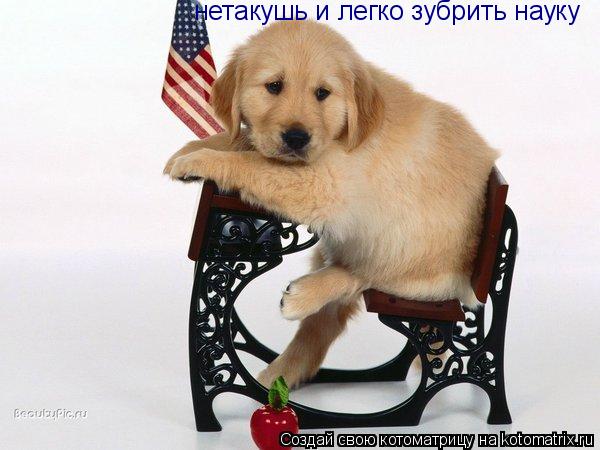 нетакушь и легко зубрить науку... Котоматрица: нетакушь и легко зубрить науку