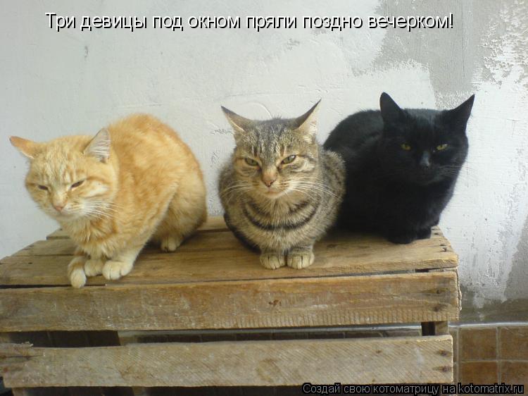 Три девицы под окном пряли поздно вечерком!... Котоматрица: Три девицы под окном пряли поздно вечерком!