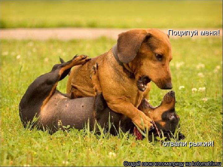 Поцилуй меня! отвали рыжий!... Котоматрица: Поцилуй меня! отвали рыжий!