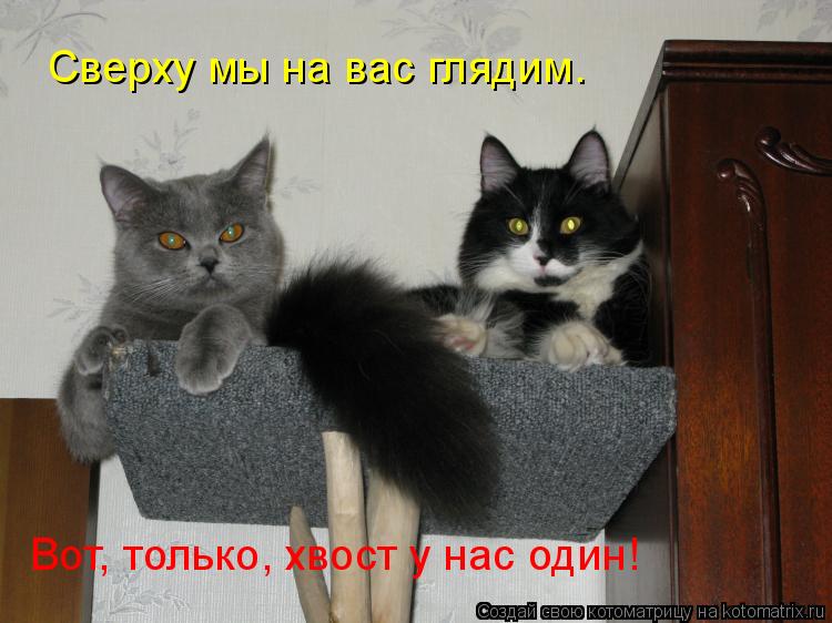 Сверху мы на вас глядим. Вот, только, хвост у нас один!... Котоматрица: Сверху мы на вас глядим. Вот, только, хвост у нас один!