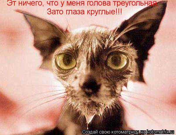 Эт ничего, что у меня голова треугольная, Зато глаза круглые!!!... Котоматрица: Эт ничего, что у меня голова треугольная, Зато глаза круглые!!!