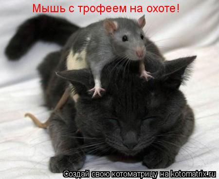 Мышь с трофеем на охоте!... Котоматрица: Мышь с трофеем на охоте!