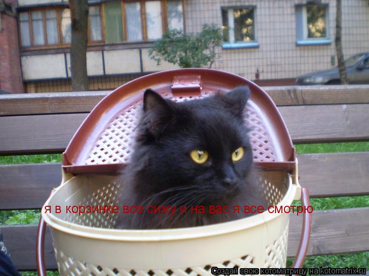Котоматрица: я в корзинке все сижу и на вас я все смотрю