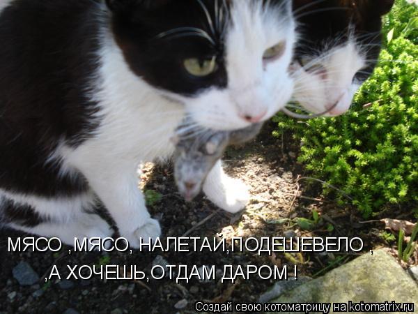 Котоматрица: МЯСО ,МЯСО, НАЛЕТАЙ,ПОДЕШЕВЕЛО , ,А ХОЧЕШЬ,ОТДАМ ДАРОМ !