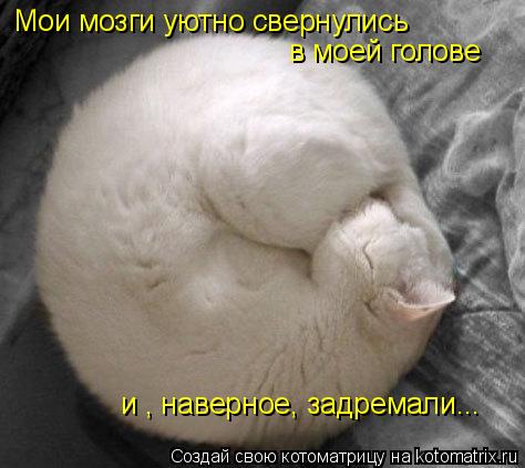 Котоматрица: Мои мозги уютно свернулись в моей голове и , наверное, задремали...