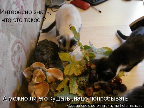 Интересно знать, что это такое ? А можно ли его кушать ,надо попробывать.... Котоматрица: Интересно знать, что это такое ? А можно ли его кушать ,надо попробывать.