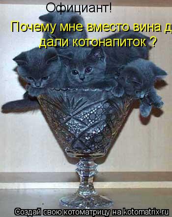 Официант! Почему мне вместо вина дали дали котонапиток ?... Котоматрица: Официант! Почему мне вместо вина дали дали котонапиток ?