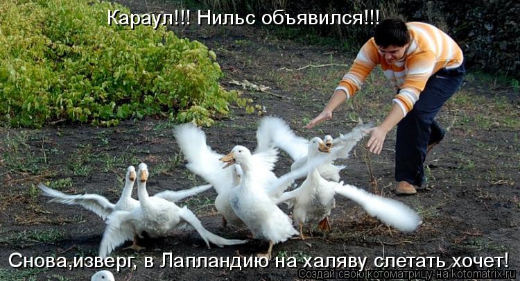 Караул!!! Нильс объявился!!! Снова,изверг, в Лапландию на халяву слетать хочет!... Котоматрица: Караул!!! Нильс объявился!!! Снова,изверг, в Лапландию на халяву слетать хочет!