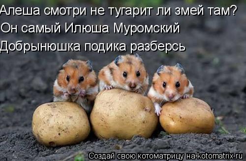 Алеша смотри не тугарит ли змей там? Он самый Илюша Муромский Добрынюшка подика разберсь... Котоматрица: Алеша смотри не тугарит ли змей там? Он самый Илюша Муромский Добрынюшка подика разберсь