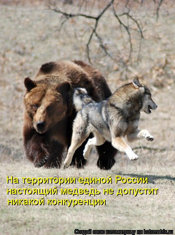 На территории единой России настоящий медведь не допустит никакой конкуренции... Котоматрица: На территории единой России настоящий медведь не допустит никакой конкуренции
