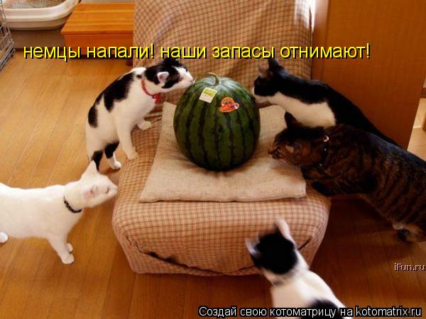 немцы напали! наши запасы отнимают!... Котоматрица: немцы напали! наши запасы отнимают!