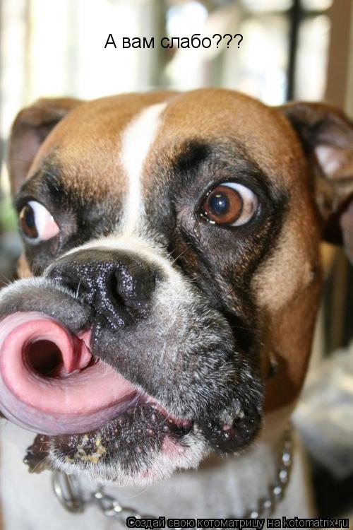 А вам слабо???... Котоматрица: А вам слабо???