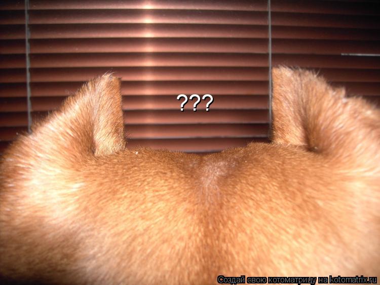 ???... Котоматрица: ???