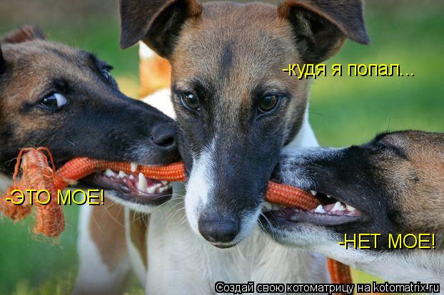 -ЭТО МОЕ! -НЕТ МОЕ! -кудя я попал...... Котоматрица: -ЭТО МОЕ! -НЕТ МОЕ! -кудя я попал...