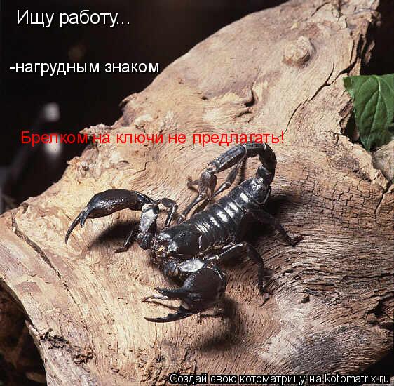 Ищу работу... Ищу работу... -нагрудным знаком Брелком на ключи не предлагать!... Котоматрица: Ищу работу... Ищу работу... -нагрудным знаком Брелком на ключи не предлагать!