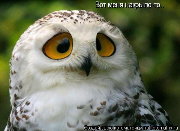 Котоматрица: Вот меня накрыло-то..