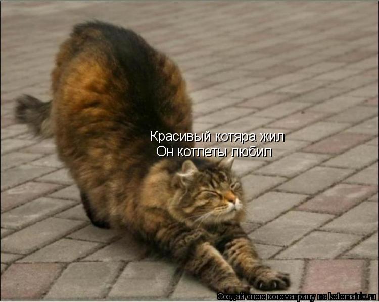Красивый котяра жил Он котлеты любил... Котоматрица: Красивый котяра жил Он котлеты любил