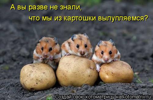 А вы разве не знали, что мы из картошки вылупляемся?... Котоматрица: А вы разве не знали, что мы из картошки вылупляемся?