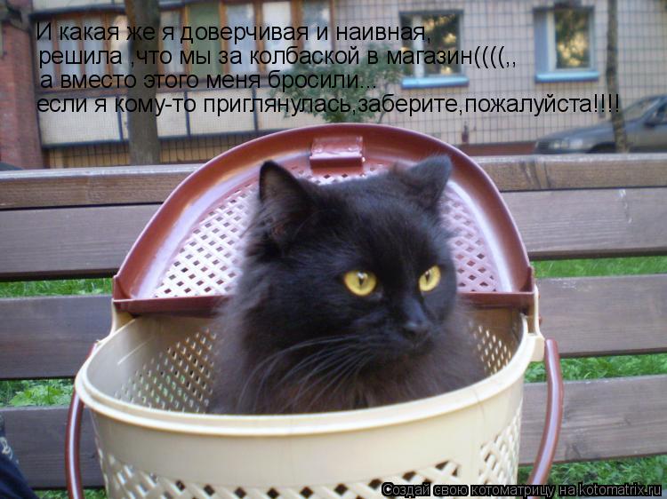 Котоматрица: И какая же я доверчивая и наивная, решила ,что мы за колбаской в магазин((((,, а вместо этого меня бросили... если я кому-то приглянулась,заберит