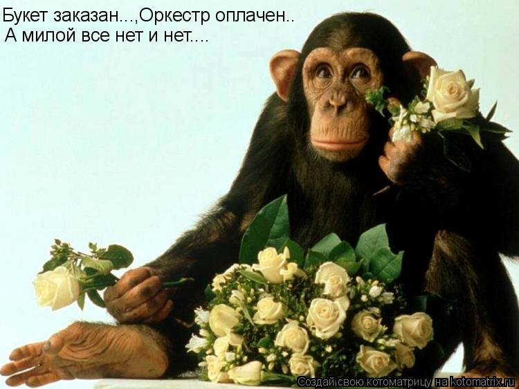 Букет заказан...,Оркестр оплачен.. А милой все нет и нет....... Котоматрица: Букет заказан...,Оркестр оплачен.. А милой все нет и нет....