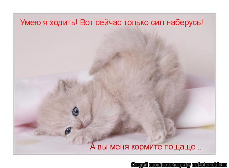 Умею я ходить! Вот сейчас только сил наберусь! А вы меня кормите пощаще...... Котоматрица: Умею я ходить! Вот сейчас только сил наберусь! А вы меня кормите пощаще...