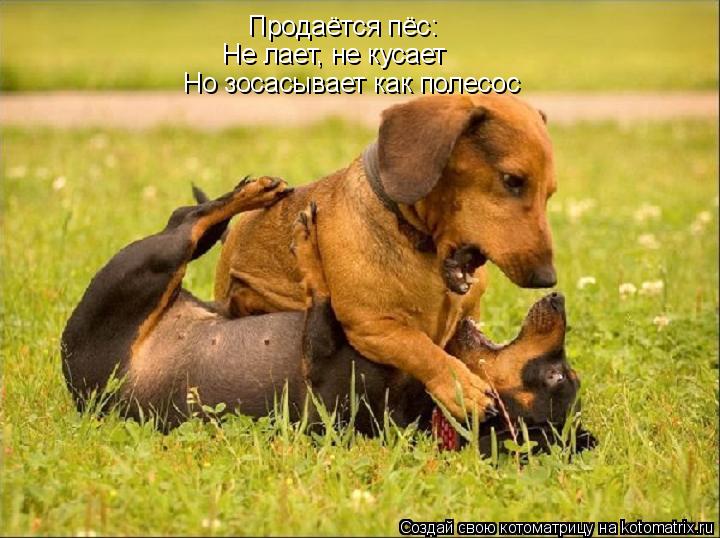 Продаётся пёс: Не лает, не кусает Но зосасывает как полесос... Котоматрица: Продаётся пёс: Не лает, не кусает Но зосасывает как полесос