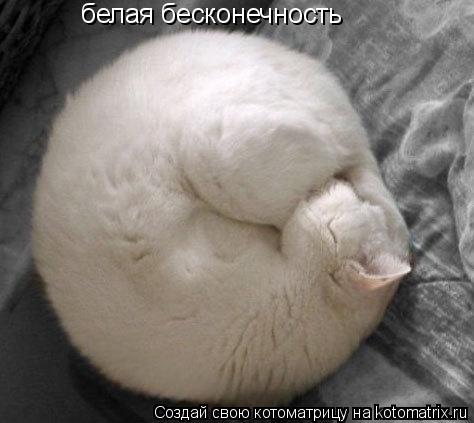 Котоматрица: белая бесконечность