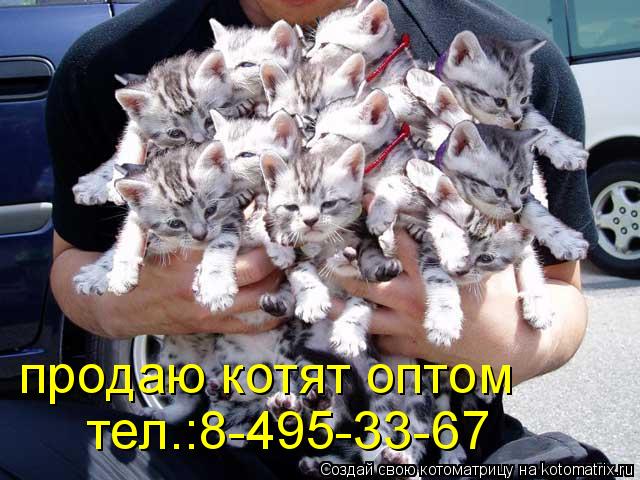 продаю котят оптом тел.:8-495-33-67... Котоматрица: продаю котят оптом тел.:8-495-33-67