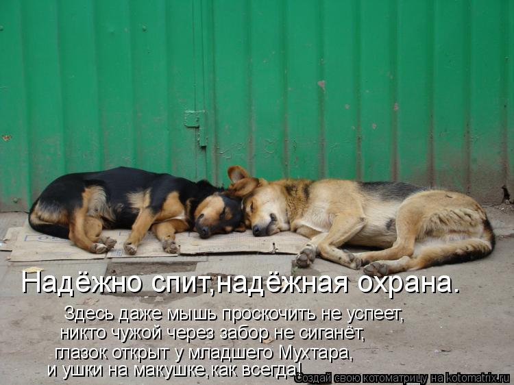 Надёжно спит,надёжная охрана. Здесь даже мышь проскочить не успеет, никто чужой через забор не сиганё... Котоматрица: Надёжно спит,надёжная охрана. Здесь даже мышь проскочить не успеет, никто чужой через забор не сиганёт, глазок открыт у младшего Мухтара, и