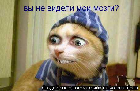 вы не видели мои мозги?... Котоматрица: вы не видели мои мозги?