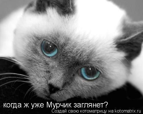 когда ж уже Мурчик заглянет?... Котоматрица: когда ж уже Мурчик заглянет?